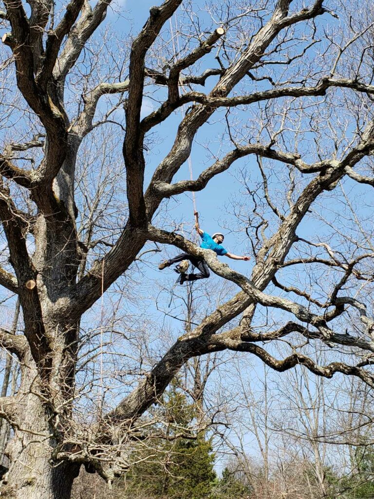 Tree climber in a harness pruning limbs high in a large bare oak