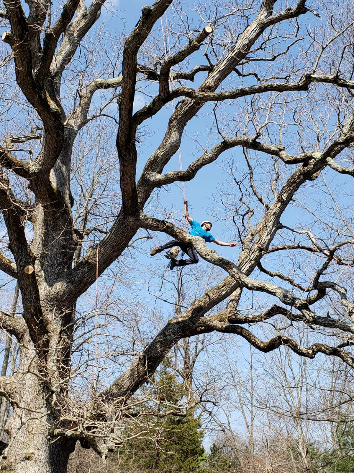 Climber roped high in a bare tree during a trimming job