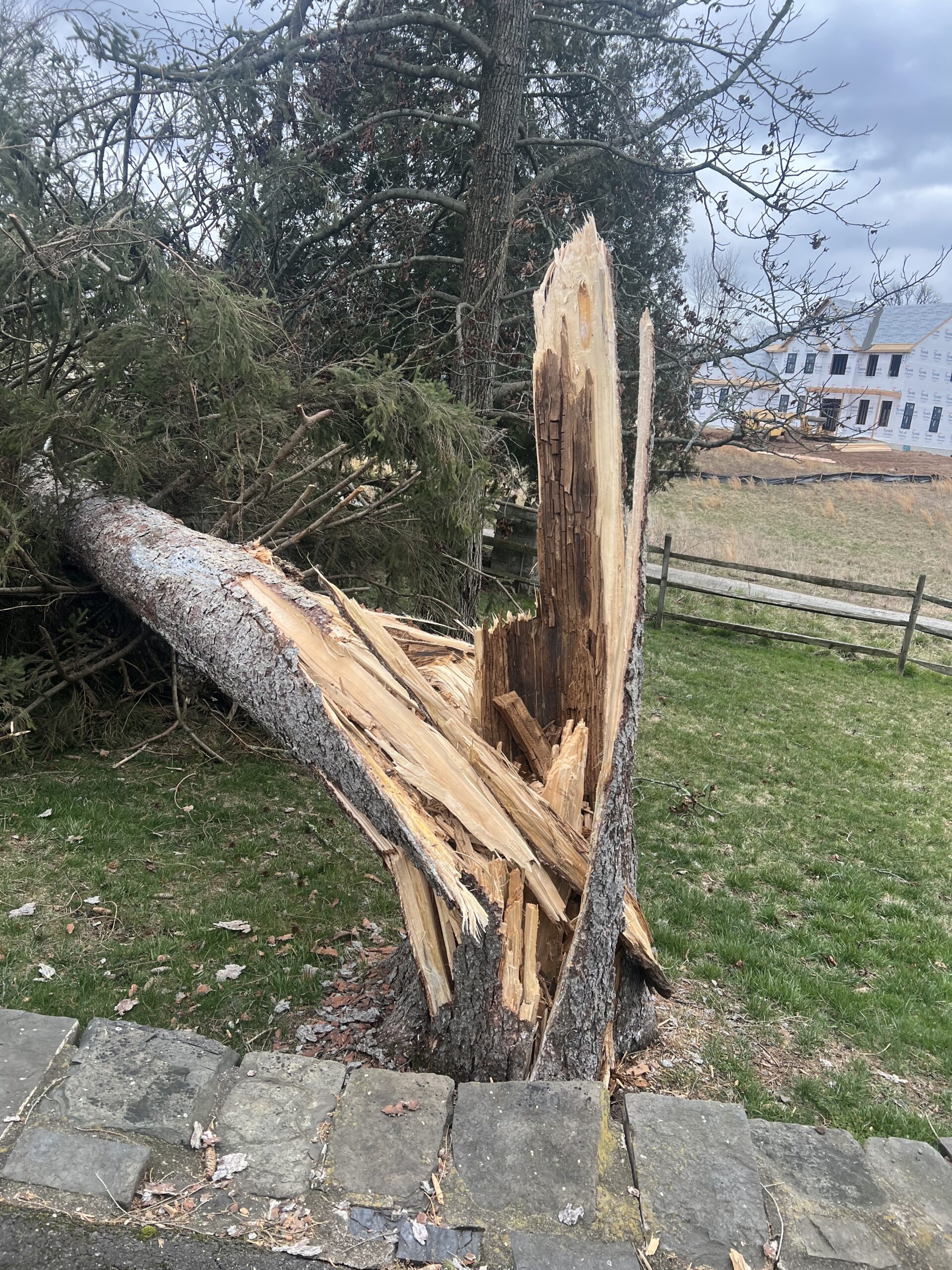 Storm-snapped evergreen trunk waiting for removal