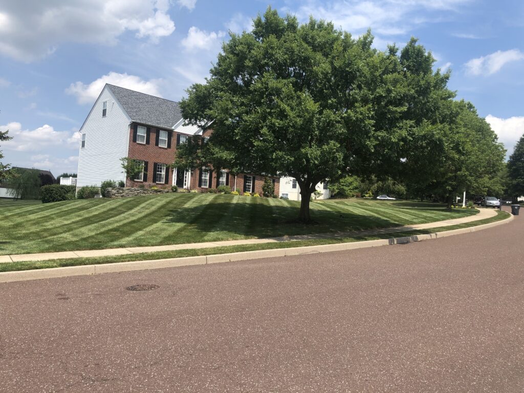 Striped lawn and mature shade tree in front of a brick colonial home